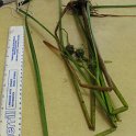 site 2 emergent burreed